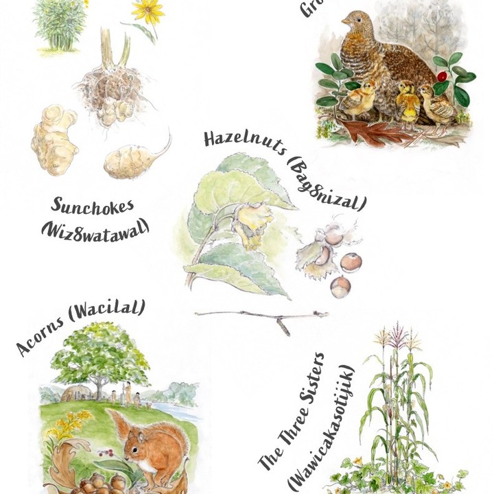 Did you know that NH Farm to School in collaboration with the Indigenous New Hampshire Collaborative Collective, and Cowasuck Band of the Pennacook Abenaki People have created an Indigenous NH Harvest Calendar?

This beautiful calendar teaches about "indigenous crops, agriculture, foraging, and harvest." Check out the link below for their seasonal guides, recipes, and more -- and share with your friends on this Indigenous Peoples' Day!

Thank you @nhfarmtoschool, @indigenousnewhampshire, and Cowasuc Band of the Pennacook Abenaki People for creating and sharing this amazing resource.

bit.ly/IndigenousNHHarvestCalendar

#farmtoschool 
#indigenouspeoplesday 
#localfood
#nheatslocal