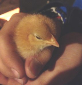 chick in hand