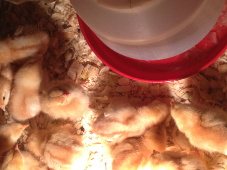 Baby chicks at Stout Oak Farm