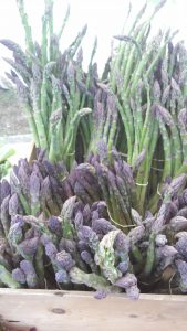 Farm fresh asparagus is in season now at the Seacoast Growers Association markets